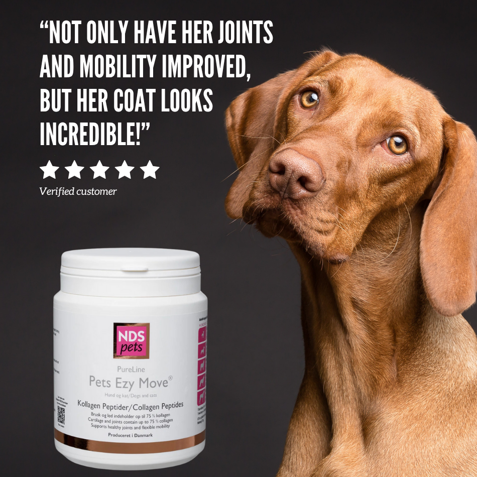 Dog with a supplement bottle labeled 'Pets Ezy Move' on a dark background