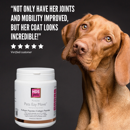 Dog with a supplement bottle labeled 'Pets Ezy Move' on a dark background